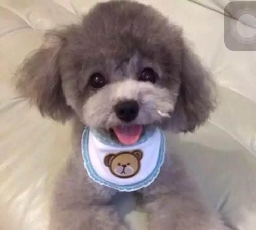 灰色泰迪犬的价格远远超过其他泰迪犬,原因有5点!