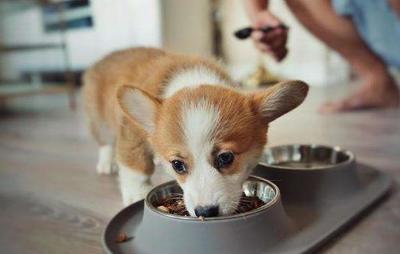 柯基犬挑食怎么办?教你5招,让它乖乖的吃饭!_狗狗