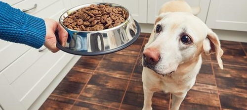狗以食为天,学会如何挑选一款优秀的狗粮,是每个狗主人必备技能