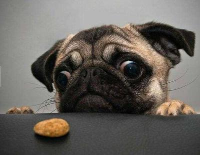 巴哥犬吃什么狗粮好?