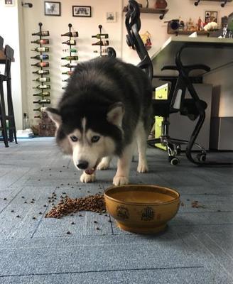 哈士奇被主人踢翻狗粮后._宠物_网