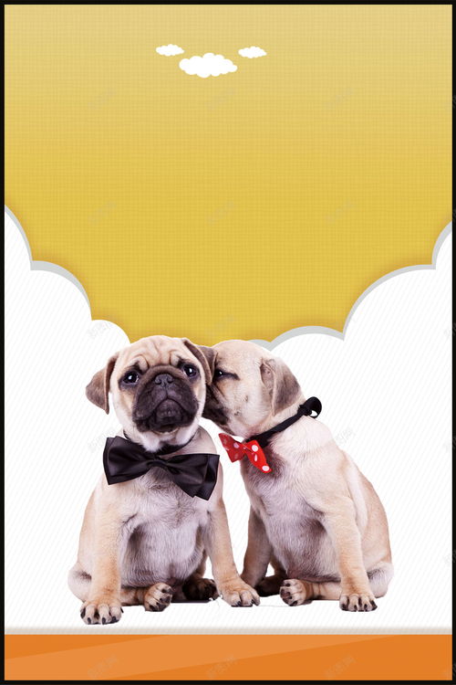 狗粮宠物店商品促销宣传海报高清素材 免费下载 设计图片 页面网页 平面电商 创意素材 狗粮素材