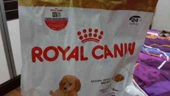 泰迪狗最喜欢吃啥牌子的狗粮