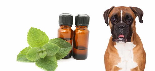 狗狗可以接触酒精吗 很多醇,是狗狗碰也不能碰的物质