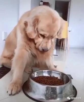 金毛嫌狗粮难吃,主人说带它出去吃,知道真相后灿笑秒变厌世脸