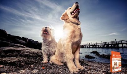 狗粮猫粮海报 and banner积累