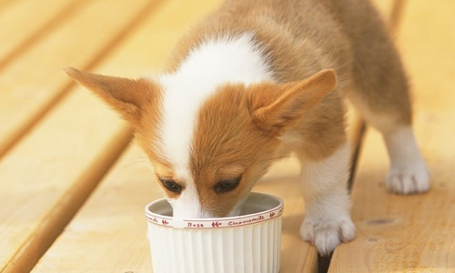 狗狗吃饭太快怎么办?