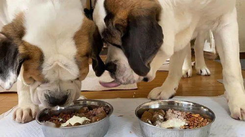 大金毛挑食不愿吃狗粮,于是铲屎官派出了它 朋友 一招搞定...