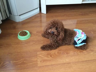 狗狗不吃狗粮是什么原因_宠物美容学校|宠物美容|宠物美容培训|宠物美容师-北京派多格宠物美容培训学校