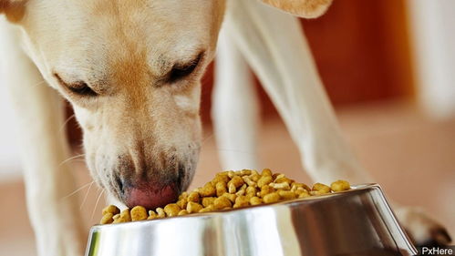 美国宠物主囤货潮：狗粮与玩具成新宠