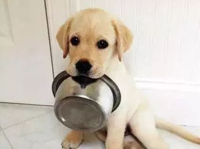 狗生幸福不幸福，从它吃饭的样子就能看出来