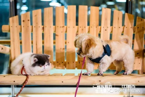 从铲屎官到考察官 亲临宠物食品工厂，深入探查一颗狗粮的诞生