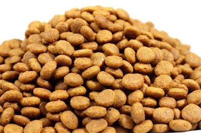 一岁半金毛挑食怎么办？如何应对狗狗对狗粮的挑剔行为