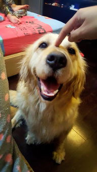 高品质狗粮推荐 营养与健康的选择