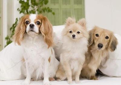 狗狗生命周期三阶段饮食指南 科学选择幼犬粮、成犬粮与老年犬粮